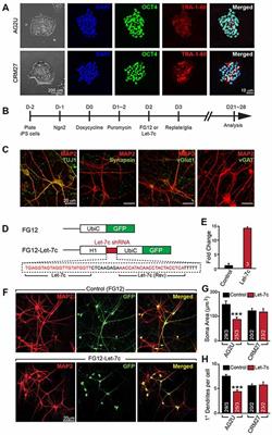 hsa-let-7c miRNA Regulates Synaptic and Neuronal Function in Human Neurons